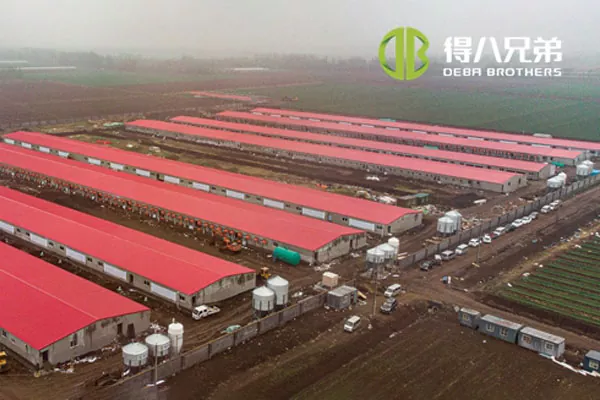 ã مشروع كامل الخط ã Shandong Zhucheng4800 يزرع مزرعة