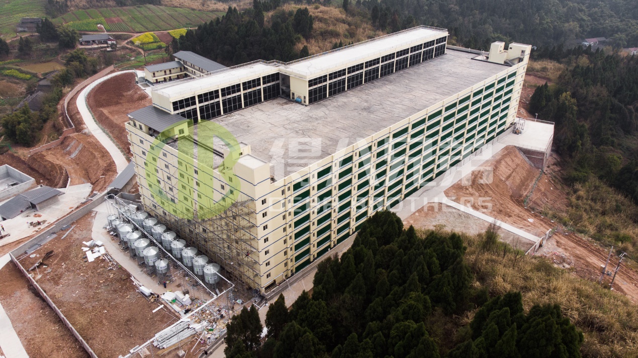 كيفية تحسين الجودة البيئية في تصميم مزرعة الخنازير الحديثة