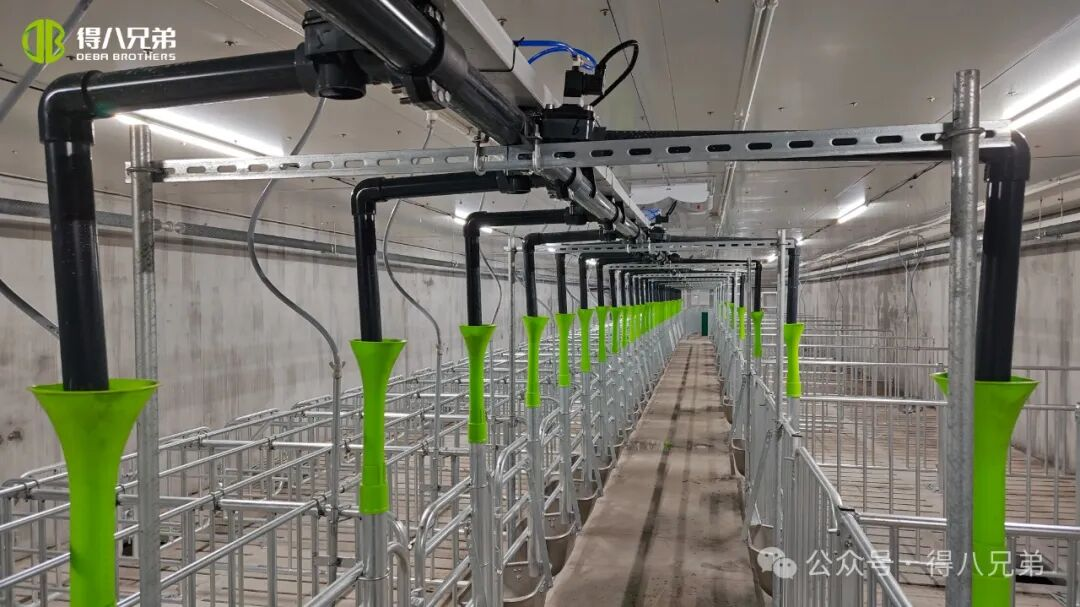 قاعدة عرض تربية وتربية الخنازير السوداء Deba Brother Licha - عمليات متكاملة لـ 2000 خنزيرة، و50000 ذبح سنوي، و67000 متر مربع