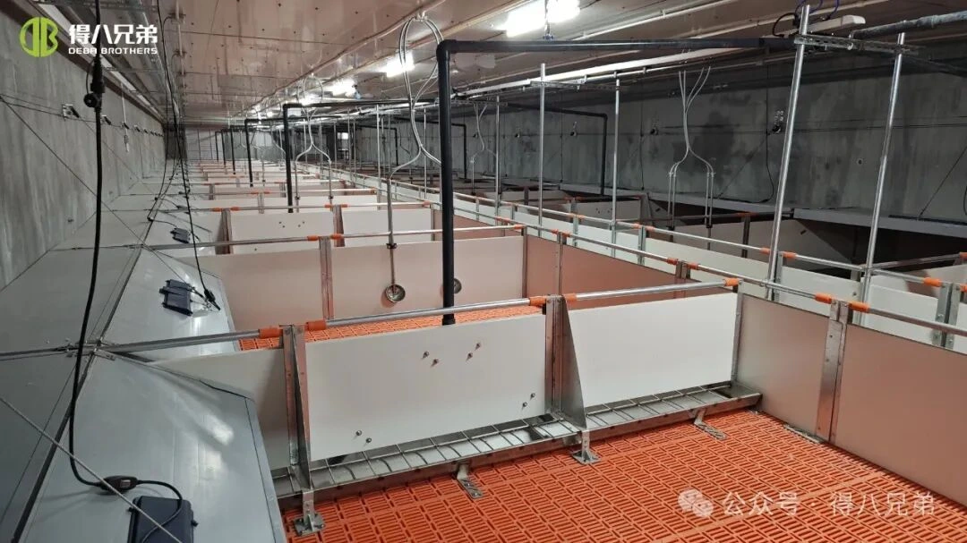 الوقاية من الإجهاد الحراري وإدارته في مزارع الخنازير أثناء الطقس الحار